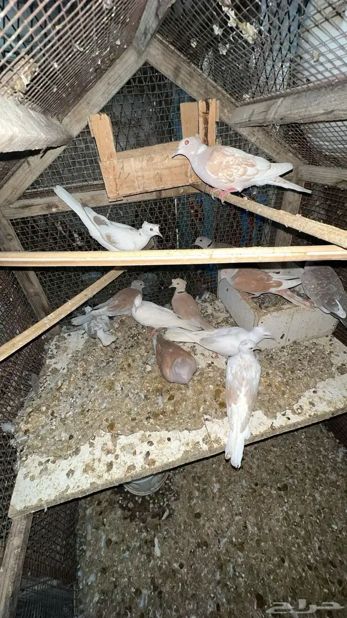 حمام بدي ياكريم للبيع 18