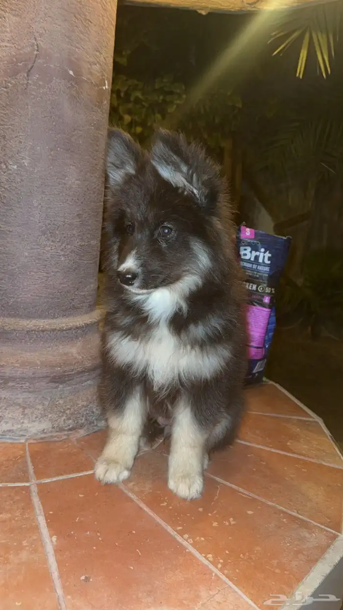 جرو جيرمن للبيع 1