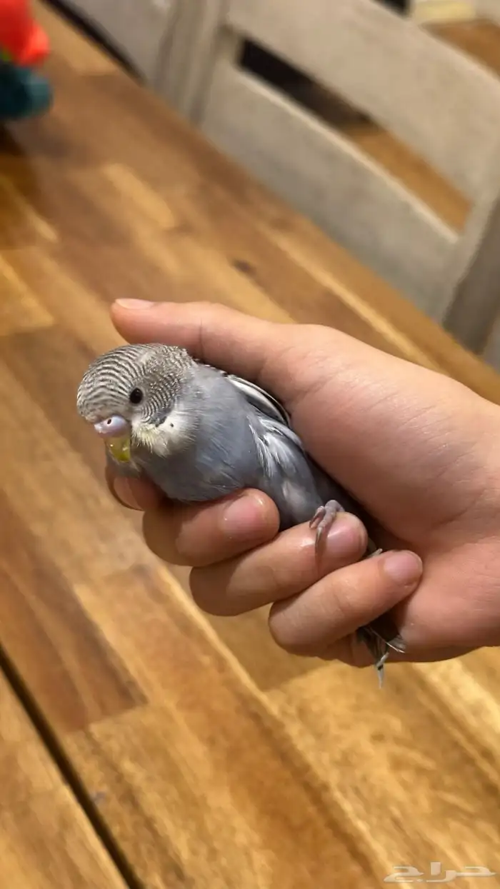 فراخ بادجي بسعر مغري 6