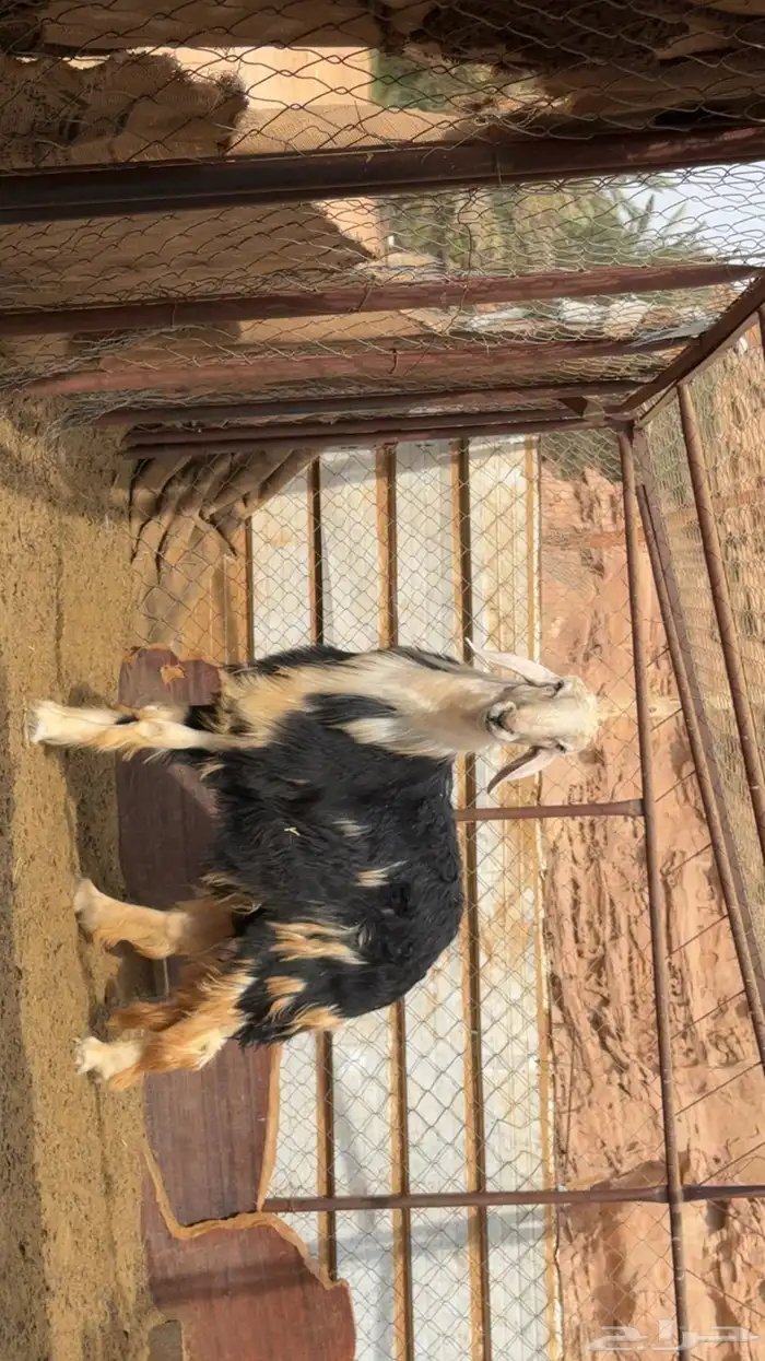 خروف نجدي مشروع انتاج واللي يبي يذبح ذبيحة ضيوف 0