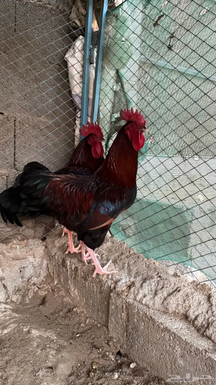 ديوك فرنسيه بيور 0