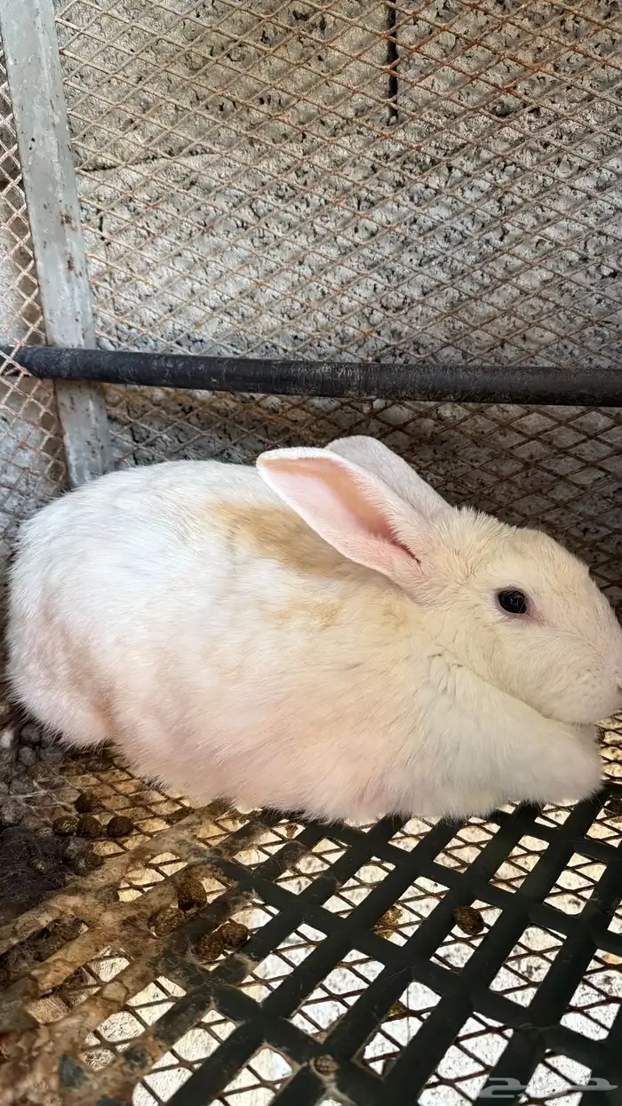 ارانب شانشيلا عملاق 0