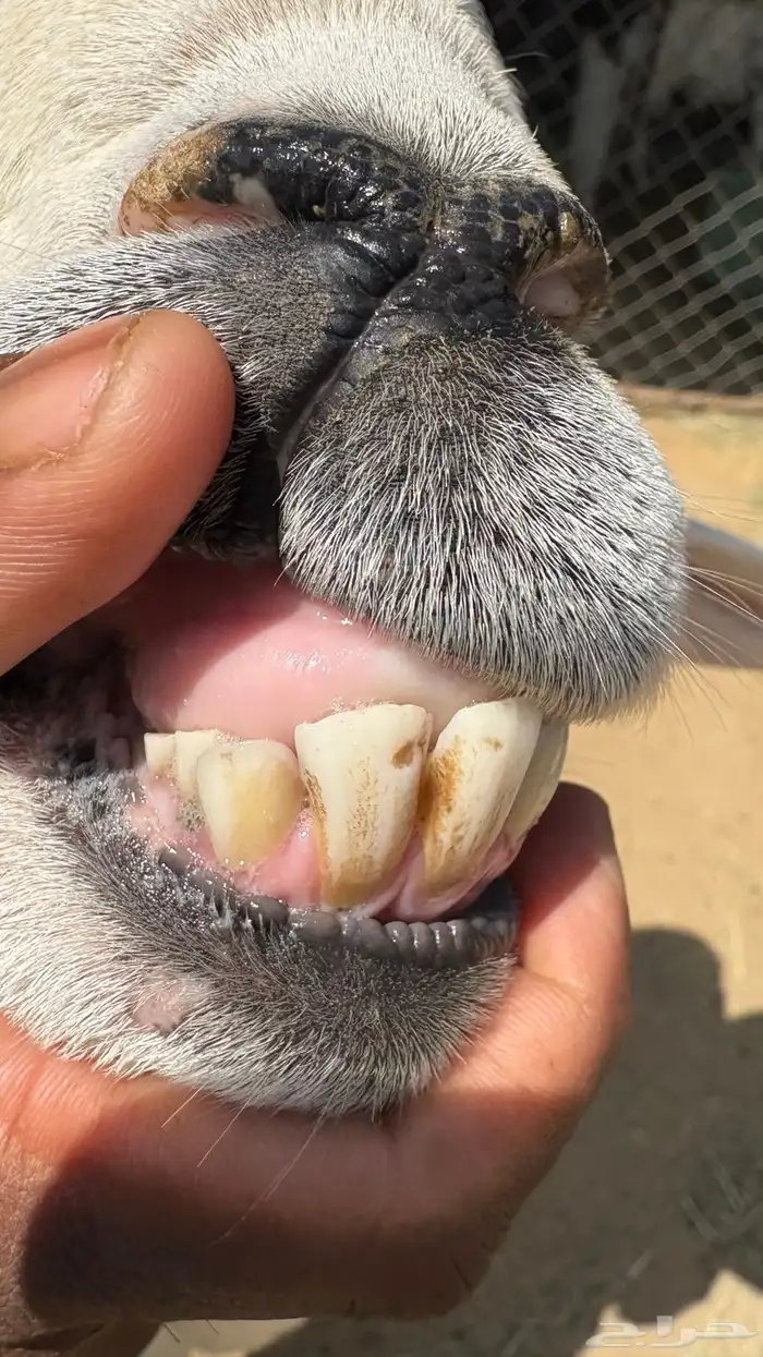 خروف فحل سنه رباع 5