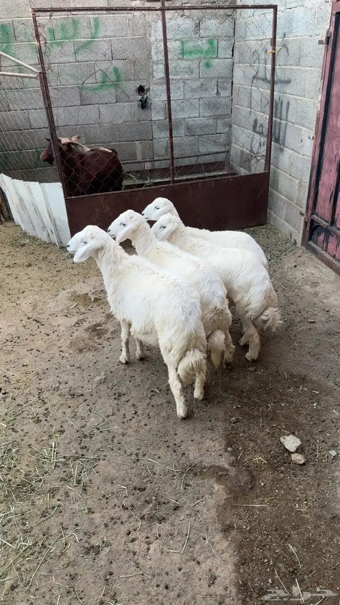 للبيع ثلاثة خرفان ورخل 0
