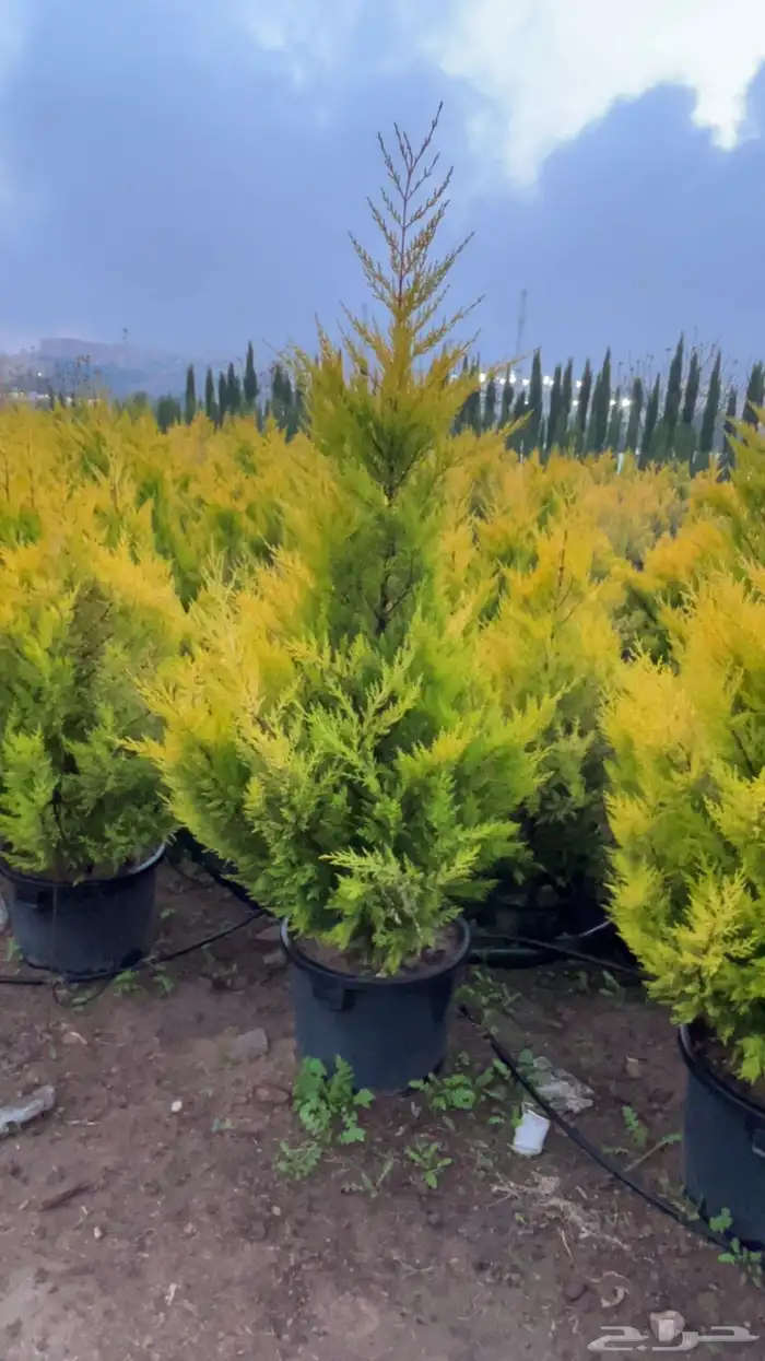 سرو عطري كبير شتلات 1