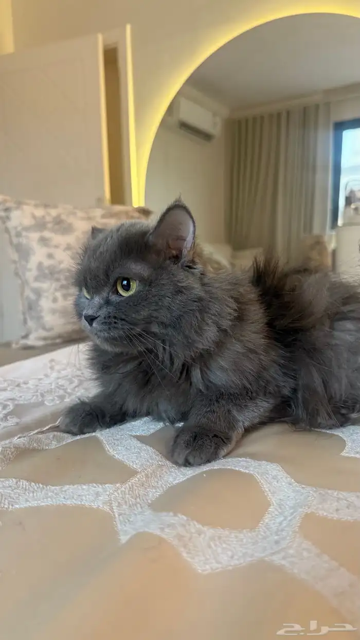 قطة للتبني مجانا 0