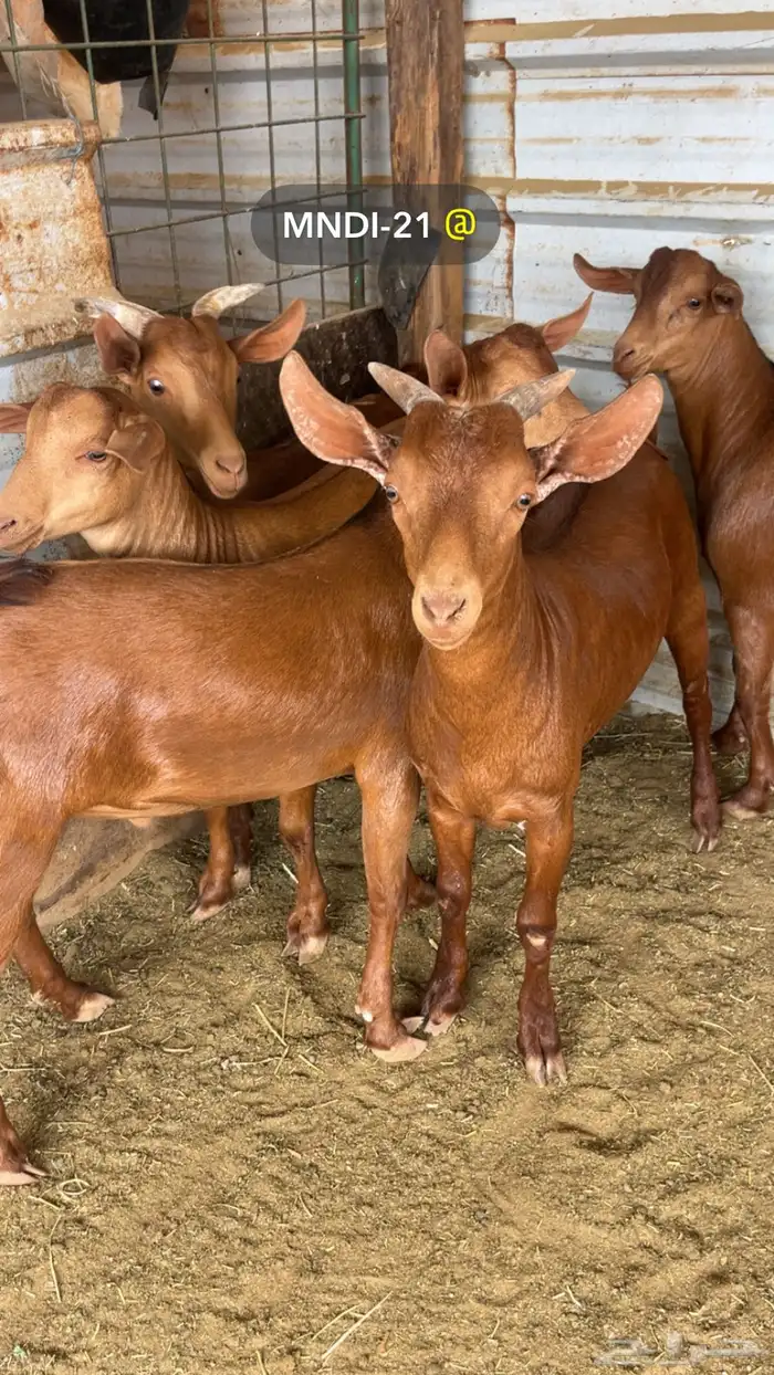 طبخ حنيذ بالمرخ 9