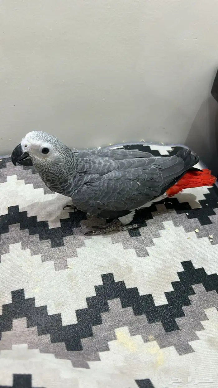 فرخ كاسكو بطل 0