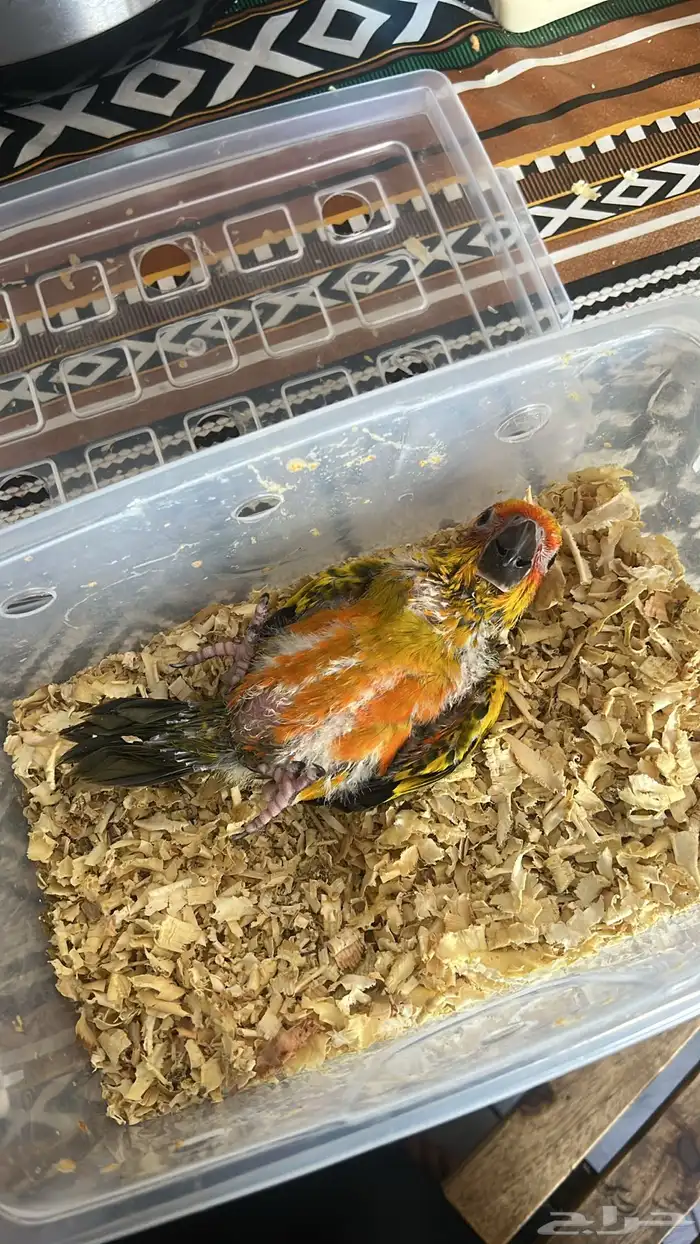 فرخ صن كنيور لعوب أليف مشروع هدد 0