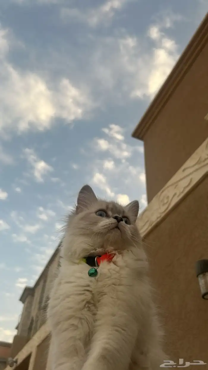 انثى طالبه تزاوج 0