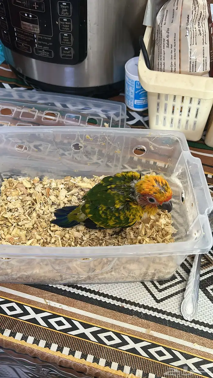 فرخ صن كنيور لعوب أليف مشروع هدد 2