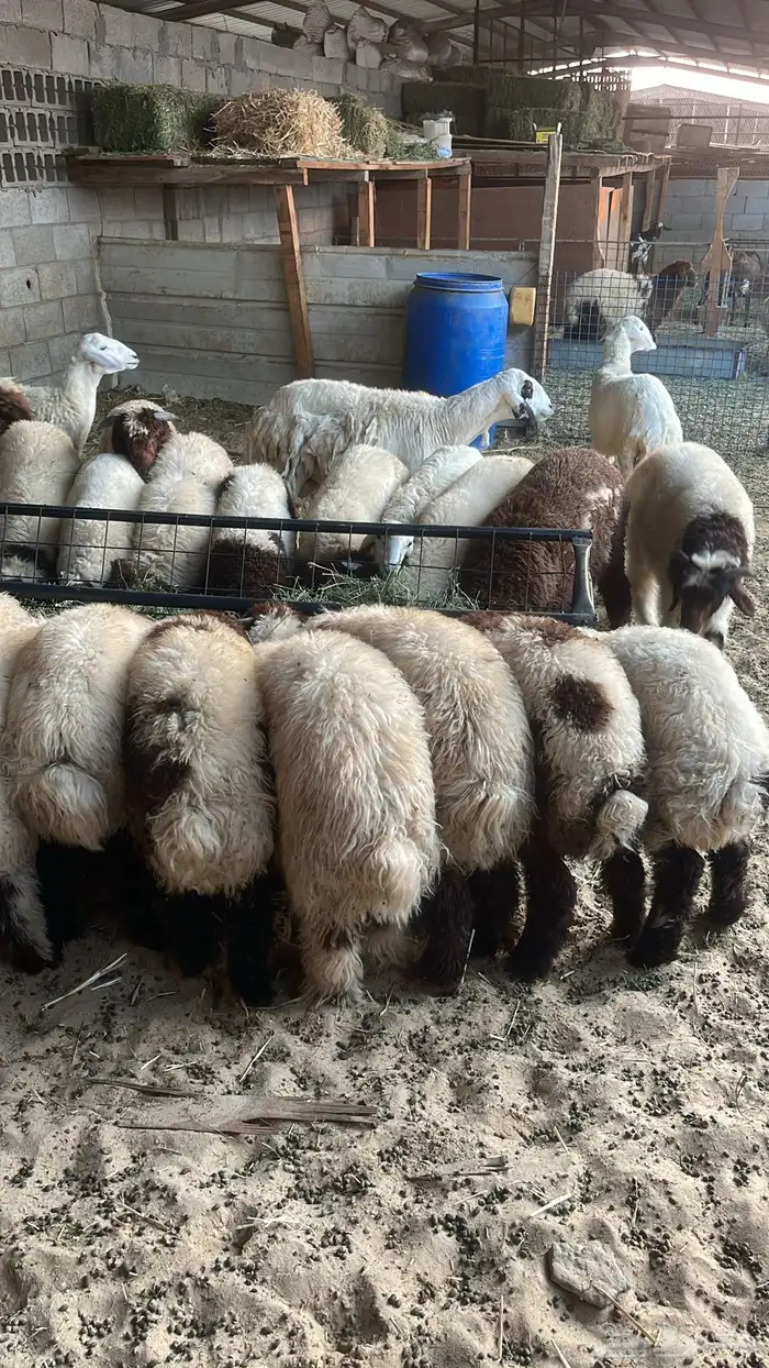 ذبائح نعيم طيبه 1