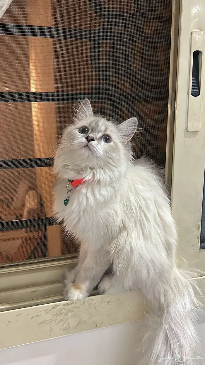 انثى طالبه تزاوج 1