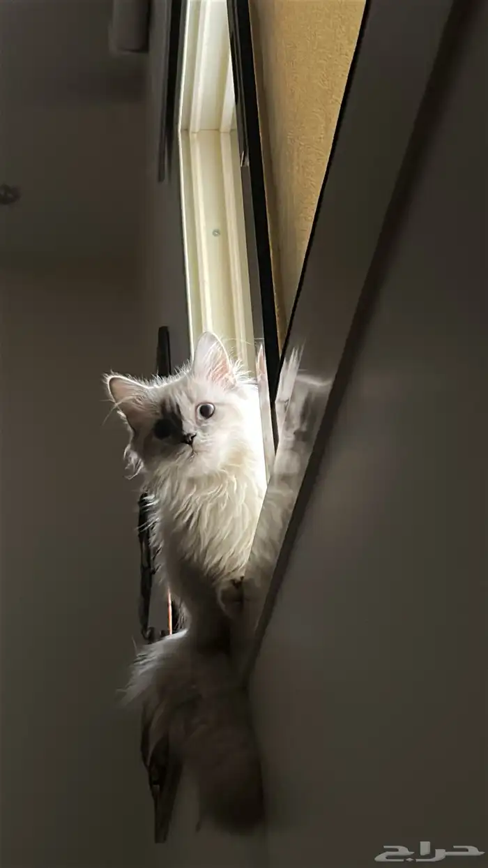 انثى طالبه تزاوج 2