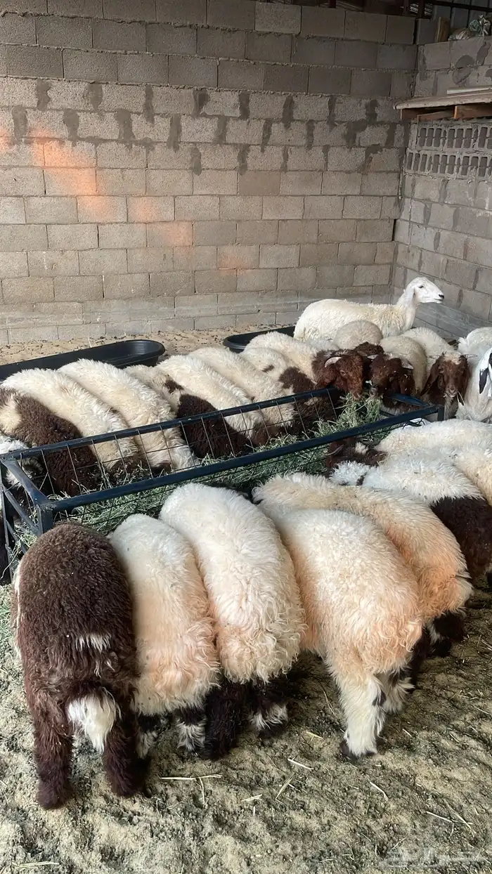 ذبائح نعيم طيبه 3