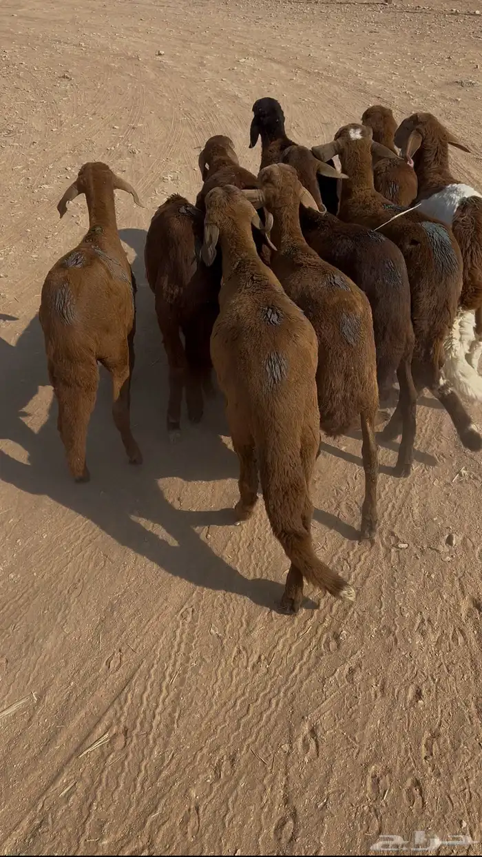 سواكن مرابي قرابة الشهر طيبة وصحتها جيده 0