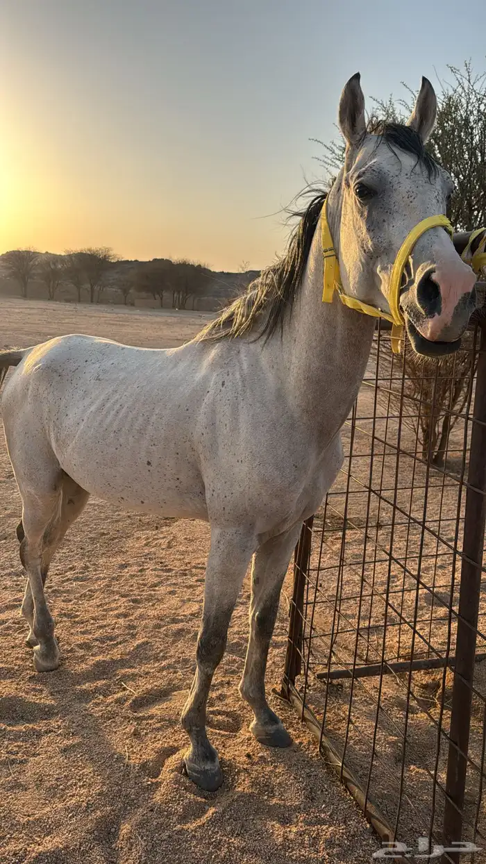 حصان شعبي العمر 5 1