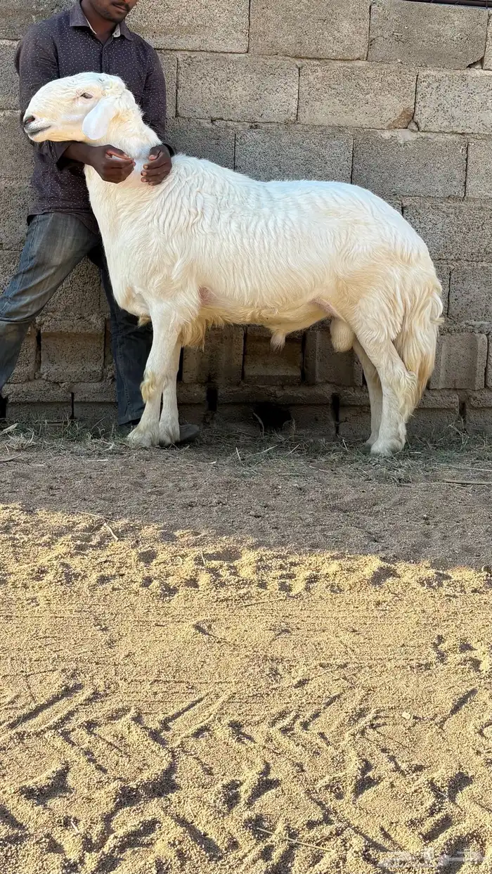 خروف فحل سنه رباع 4