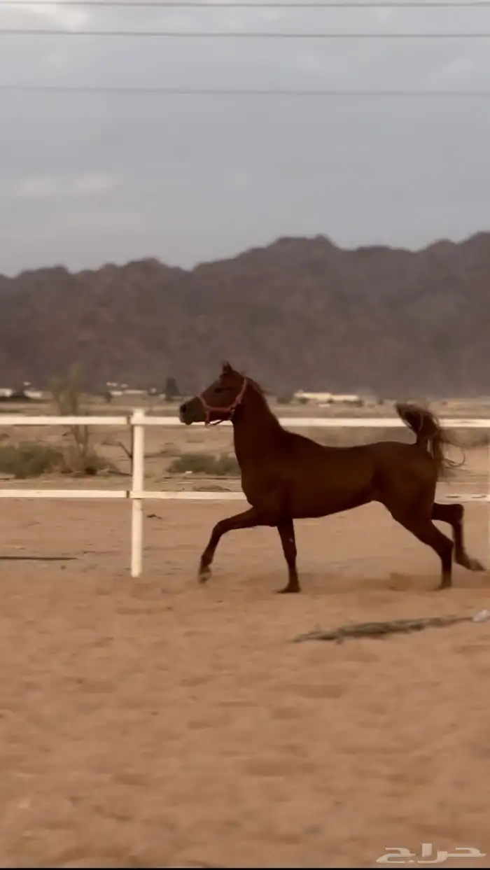 حصان شعبي شيخ 2