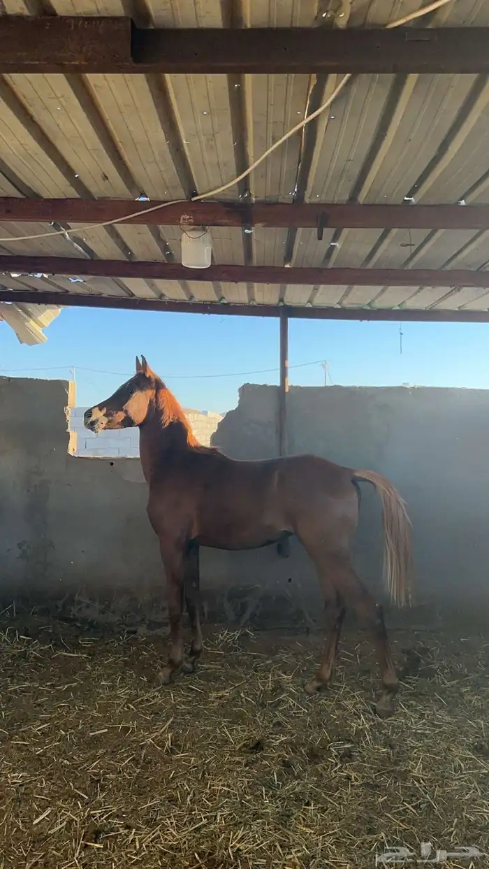 حصان للبيع 1