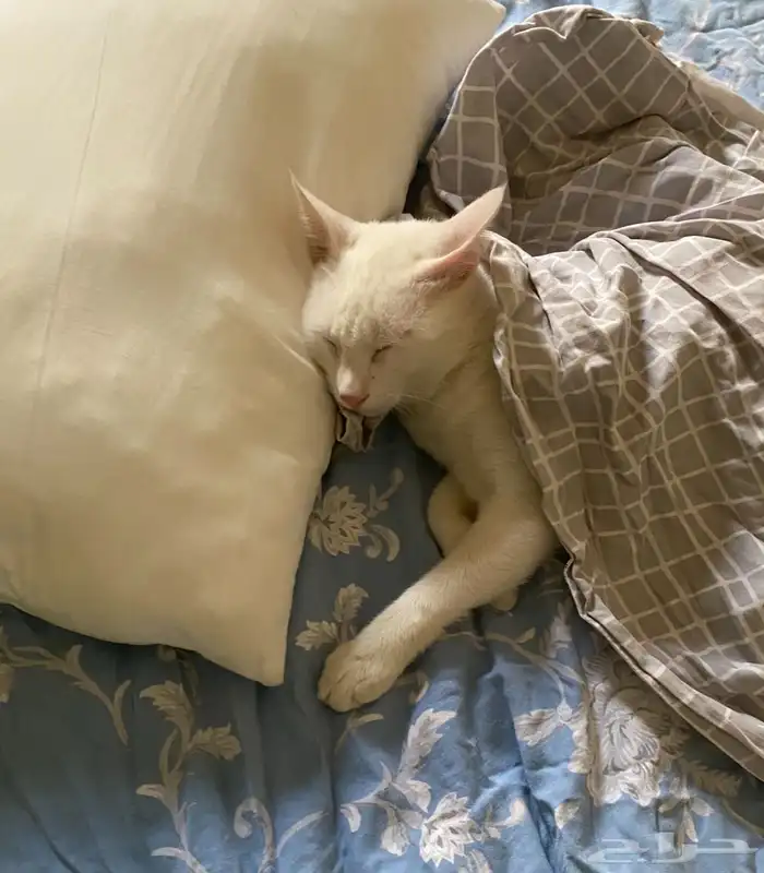 قطط للتبني 4