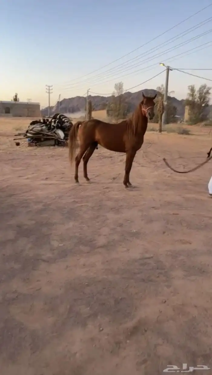 حصان شعبي شيخ 3