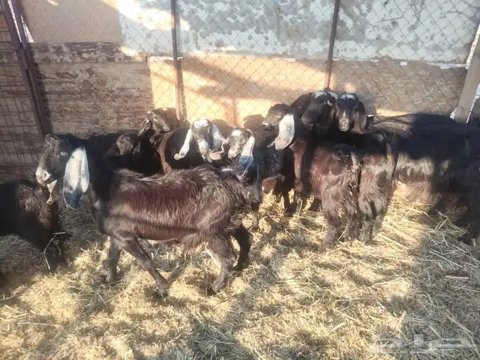 جفار وتيوس 1