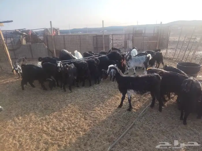 بهم وتيوس للبيع 2