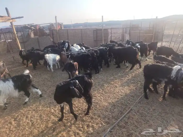 جفار وتيوس 0