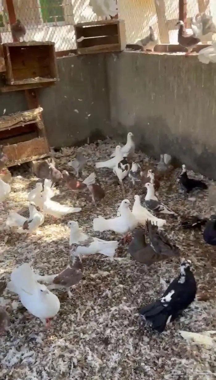 حمام منوع للبيع جمله 0