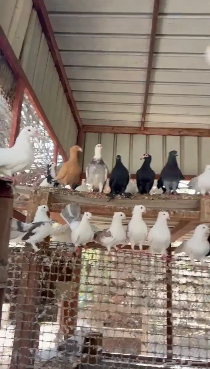 حمام منوع للبيع جمله 3