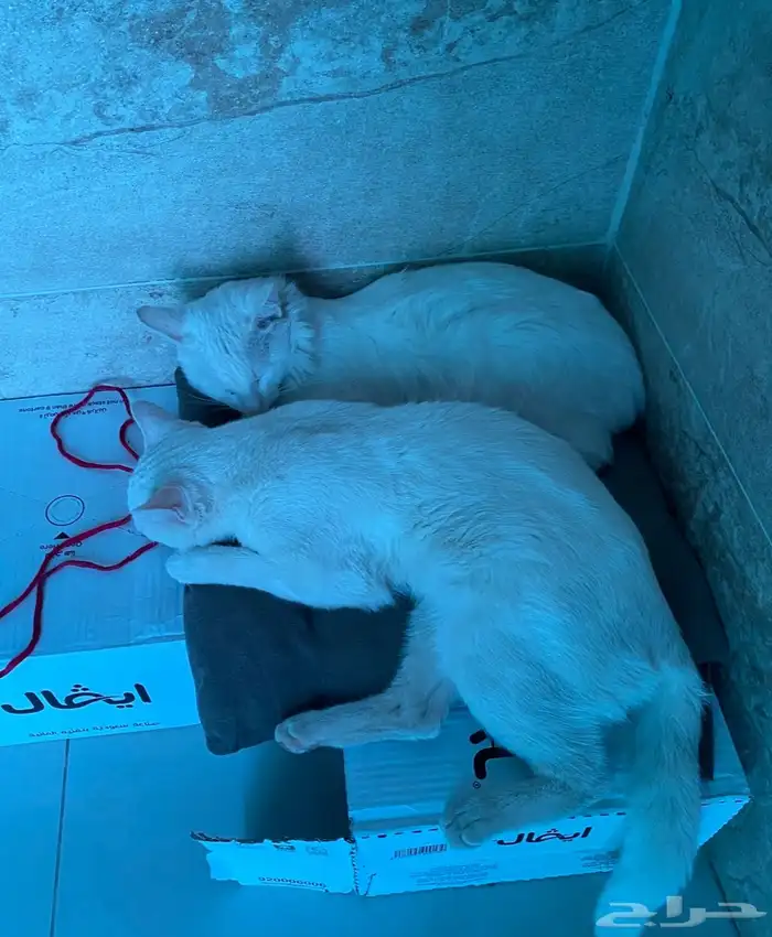 قطط للتبني 5