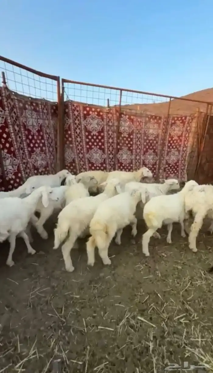 رخال حريات 2