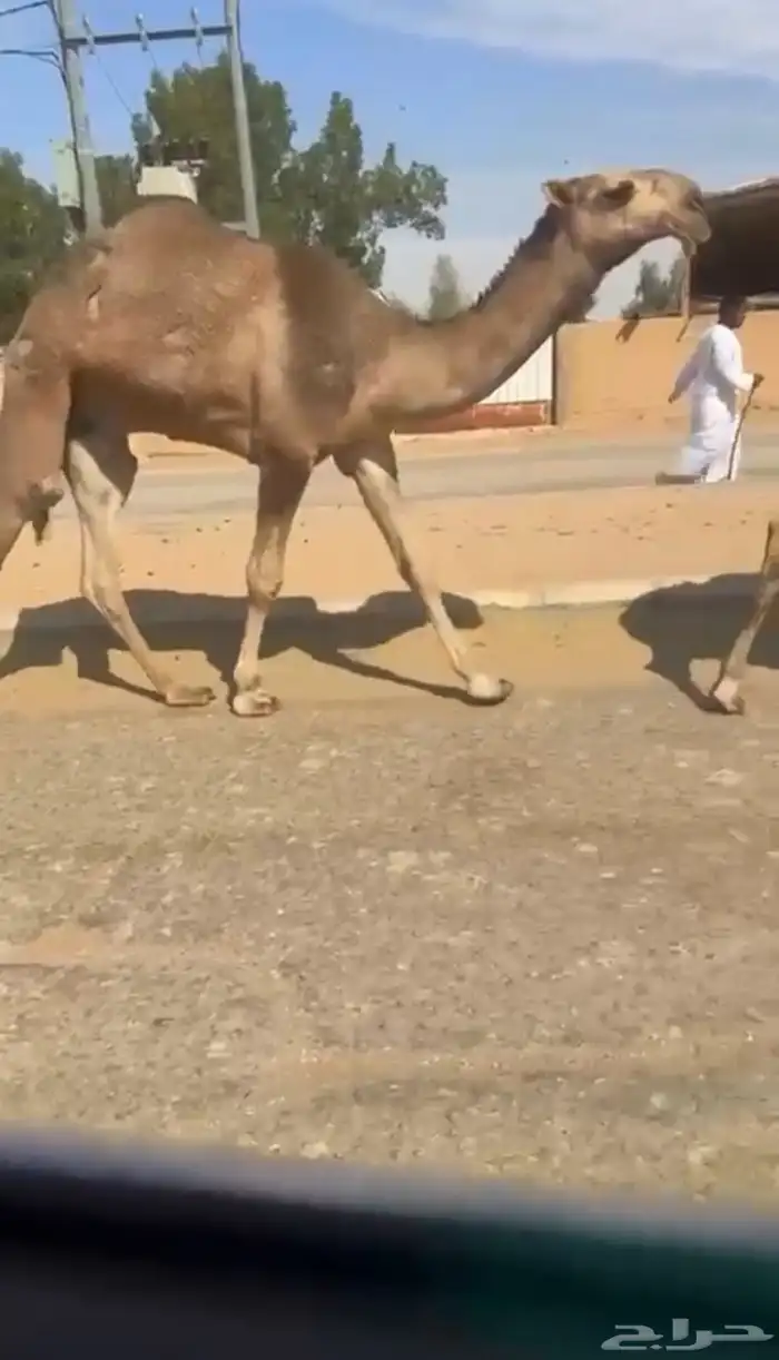 قعود رماني كفو 0