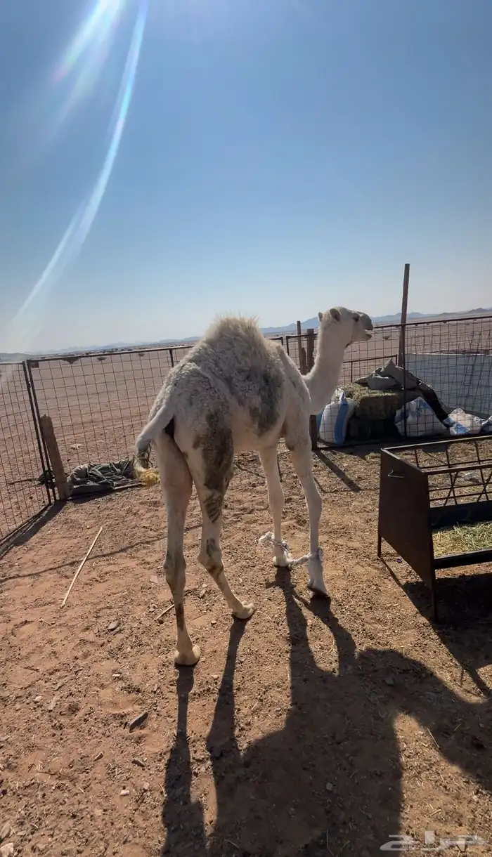 حوار لباني العمر 5 شهور على الحليب الموقع الحناكيه 2