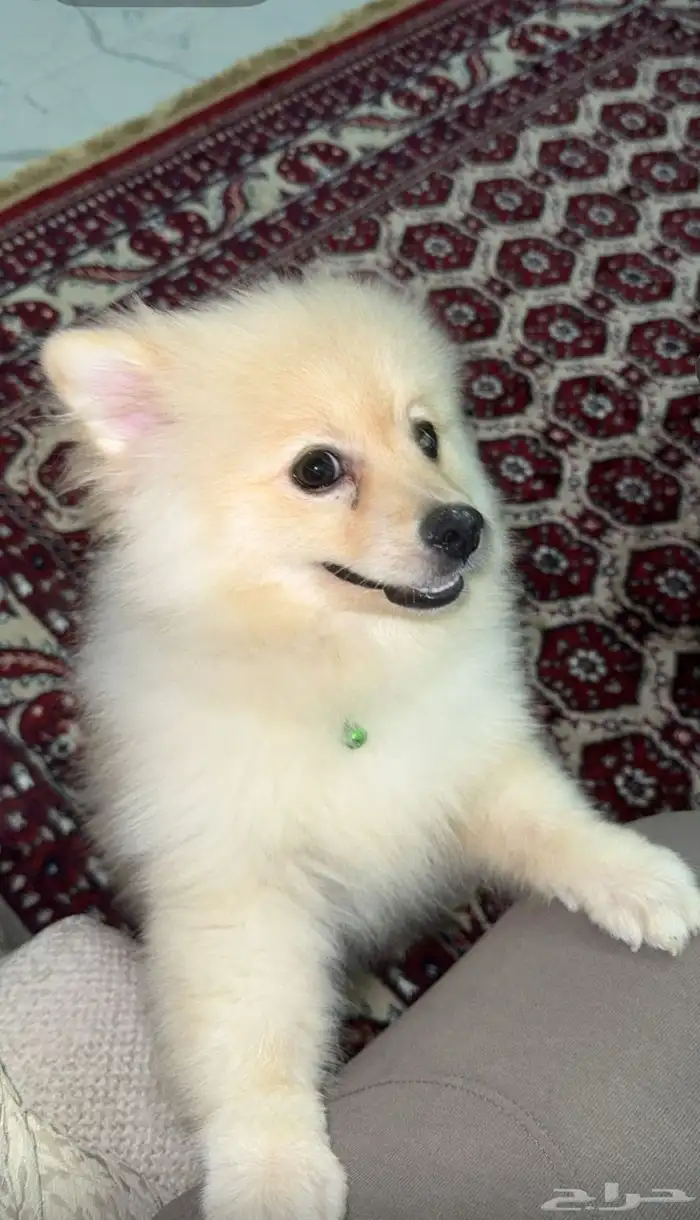 Pomeranian dog 1