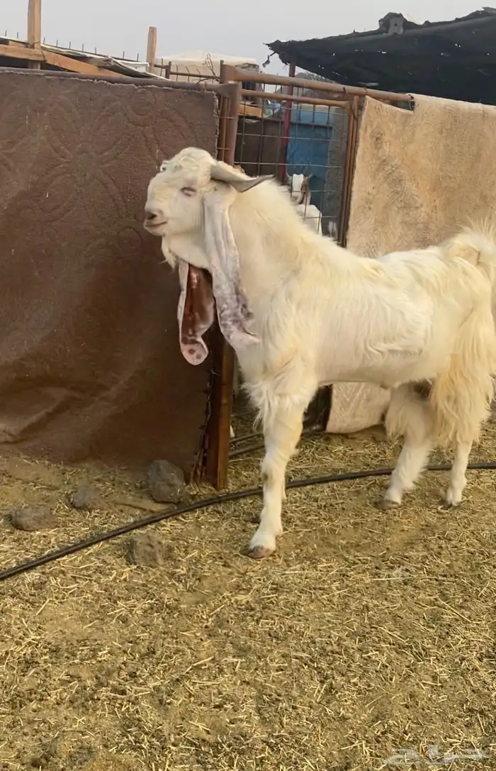 تيس فحل مشروك وتوه طالعه ثنيته مشروط صحه وضراب 1