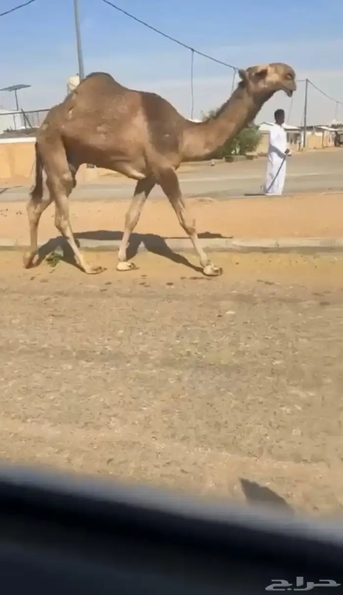 قعود رماني كفو 1