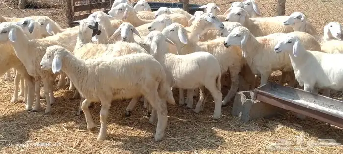 رخال حري ومهجن حري من 630 ريال 0