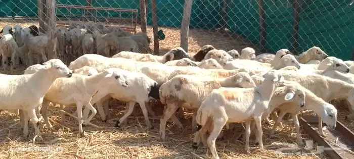 خرفان رفيدي بلدي من 500 ريال 1