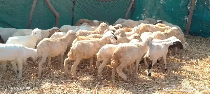 خرفان رفيدي بلدي من 500 ريال 4