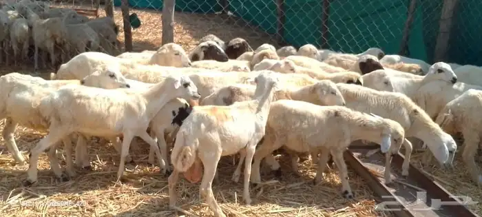 خرفان رفيدي بلدي من 500 ريال 2