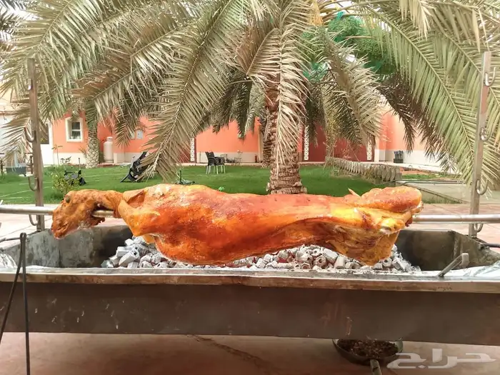 خروف الشيف الذهبي 12