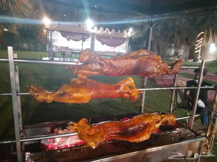 خروف الشيف الذهبي 8