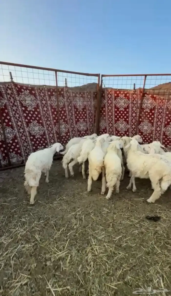 رخال حريات 1