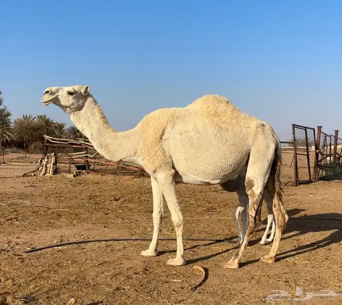 خلفه وضحاء 2