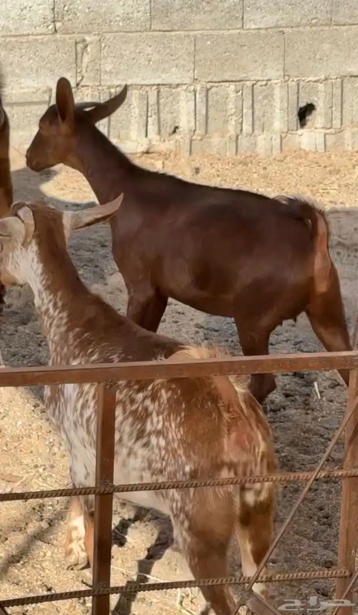 4 عنقان وتيس فحل 2