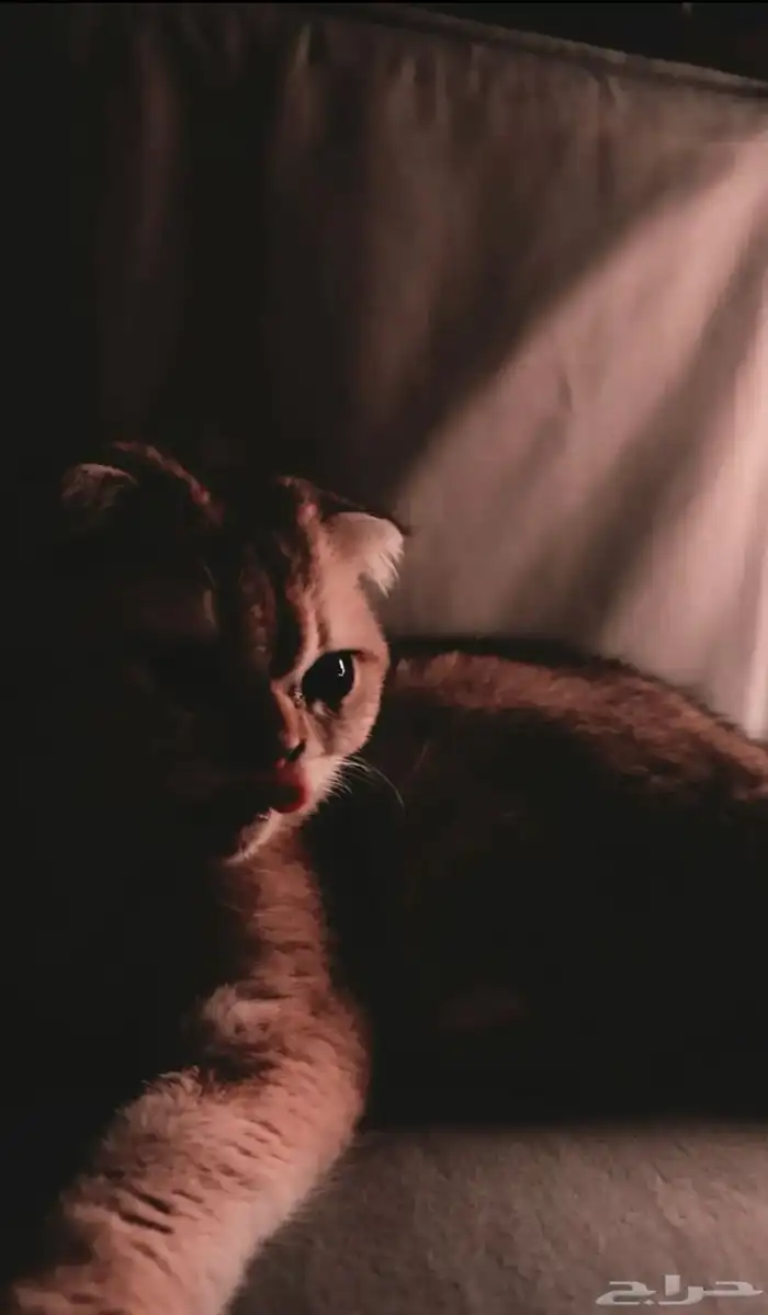 سكوتش فولد قولد انثى 2