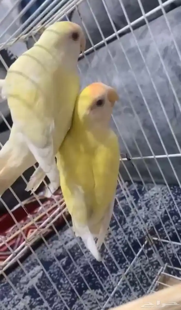 طيور روز لا اعلم الجنس 2