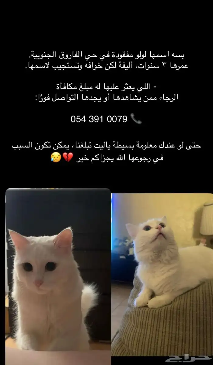 قطة مفقودة 0